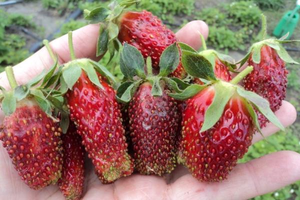 strawberry merchant