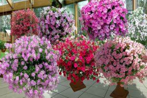 وصف وخصائص أنواع زهور البتونيا وتصنيف الأنواع والألوان