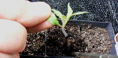 seedlings do not grow