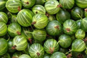 The benefits and harms of gooseberries for human health, medicinal properties and vitamins