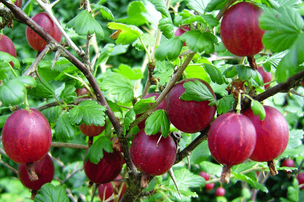 Stikkelsbærbusk