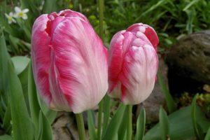 Descripció de les millors varietats de tulipes de lloro, plantació i cura