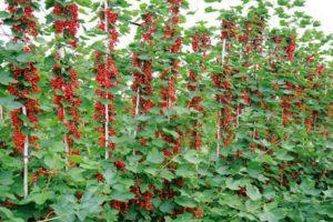 Planter, cultiver et entretenir des groseilles rouges en plein champ