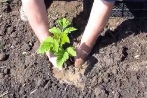 Frambozen planten, kweken en verzorgen in de zomer volgens het advies van doorgewinterde tuinders