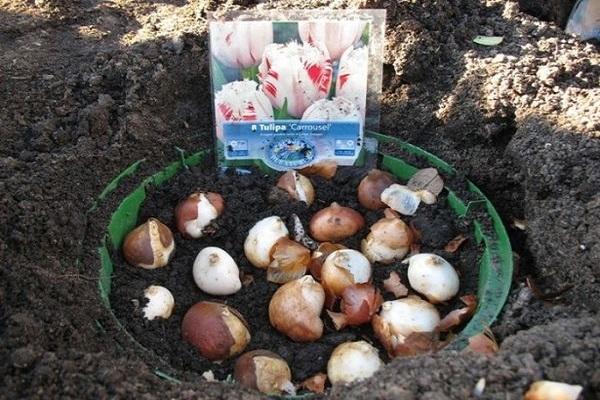 planted tulips