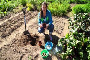 Cuándo y cómo plantar correctamente tulipanes en cestas para bulbos con sus propias manos.