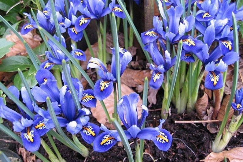 irises flowers