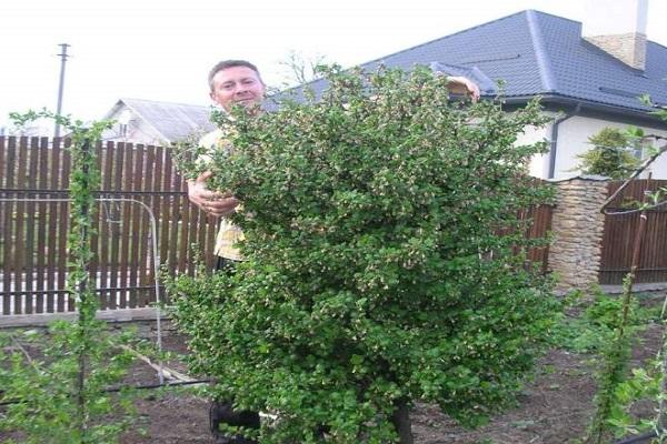 formed bush