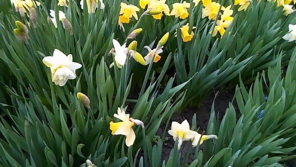 flower bed of daffodils