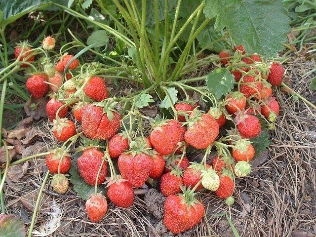 reife Erdbeere