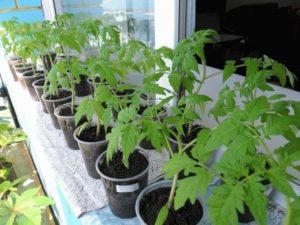 The best days for planting tomato seedlings according to the lunar calendar in 2020