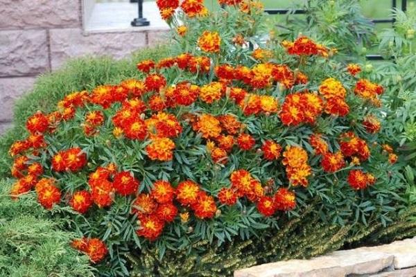 look after marigolds