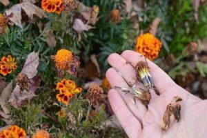Kako sakupljati sjemenke nevena od izblijedjelog cvijeća, pravila skladištenja i uporabe