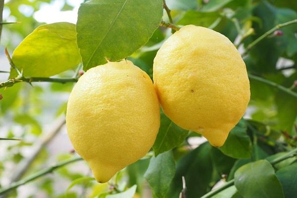 citron mûr