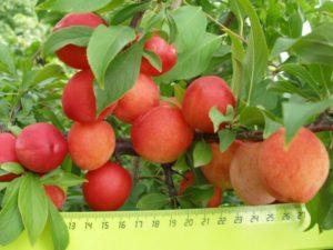 Planter et entretenir les prunes en Sibérie, quelles variétés sont les meilleures à cultiver