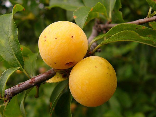 Planter et entretenir les prunes en Sibérie, quelles variétés sont les meilleures à cultiver