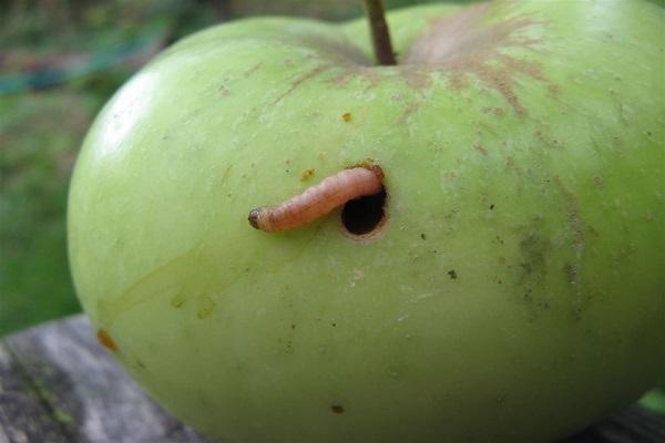 červ v jablkách