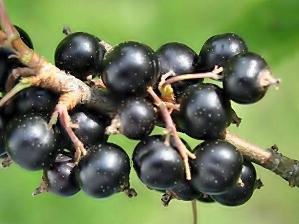 bunch of currants