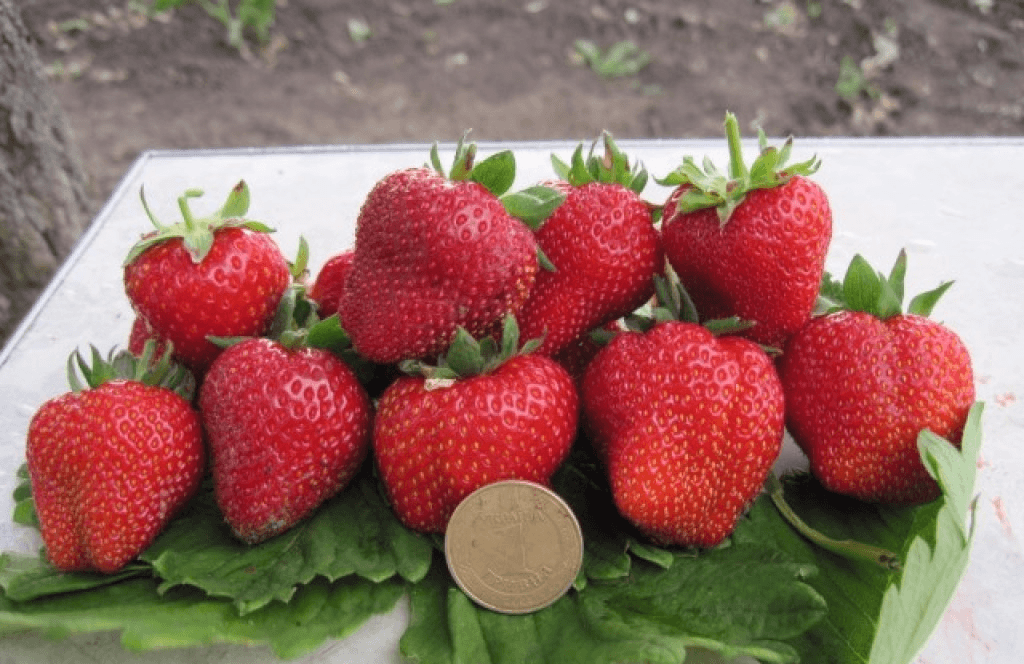 Erdbeer Vima Rina