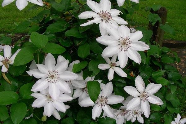 clematis spreading