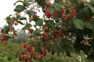 Descripción de variedades de frambuesas rojas, las mejores especies de frutos grandes y remontantes.