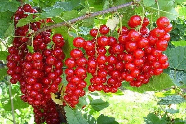 Red Ribes
