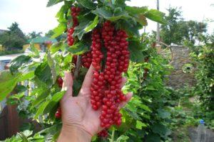 TOP 50 bedste sorter af ripsbær med beskrivelse og egenskaber
