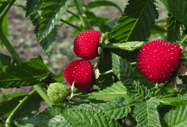 hindbærfrugt