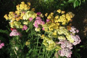 Description of varieties of yarrow, planting, cultivation and care