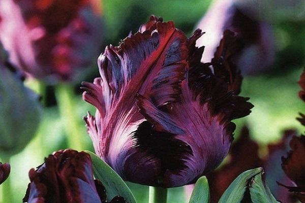 čierny tulipán