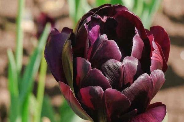 protection des tulipes
