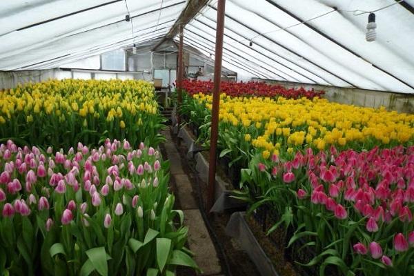 tulipani in serra