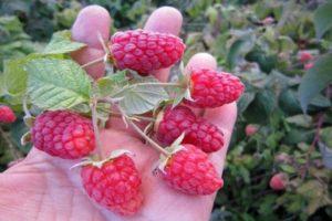 Korrekt pleje af hindbær i juli og august efter høst