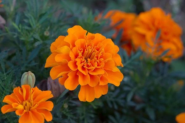 Flors de color taronja