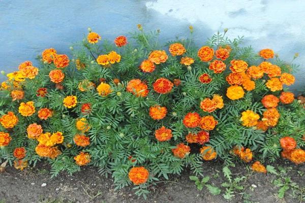 Lemmonin marigolds