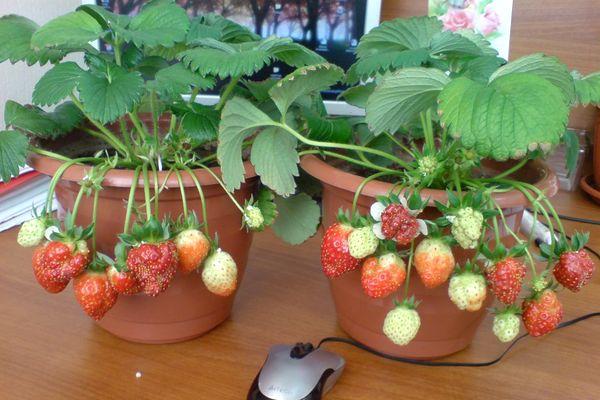 aardbeien in potten