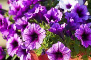 Planting, growing and caring for petunias in the open field
