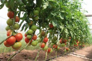 Plante, dyrke og pleje tomater i et drivhus derhjemme