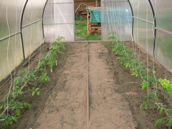 sadzonki pomidorów w szklarni