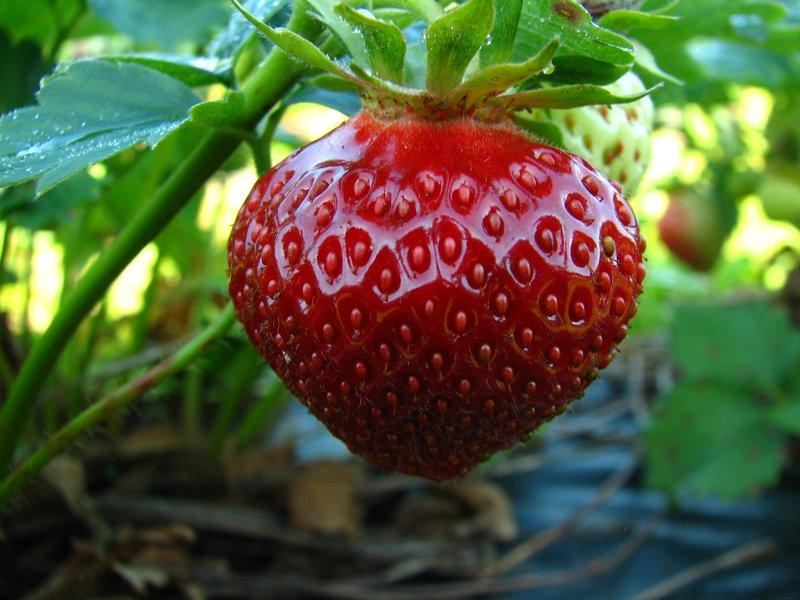 étagère aux fraises