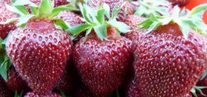 Description and characteristics of the Black Prince strawberry variety, planting and care
