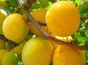 Descripción de la variedad Cherry Plum Gek, elección del lugar de plantación, cultivo y cuidado, variedades polinizadoras.
