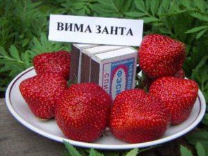 Beschreibung und Eigenschaften der Erdbeersorte Vima Zanta, Anbau und Vermehrung