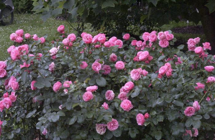 rosas na bush