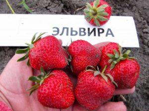 Beschreibung der Elvira-Erdbeeren, Anpflanzung, Anbau und Vermehrung