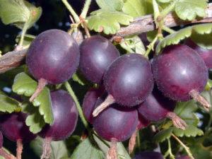 Description and characteristics of the Komandor gooseberry variety, planting and care