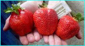 Beskrivelse og karakteristika for jordbærsorten Asien, udbytte og dyrkning