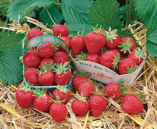strawberry mara de bois