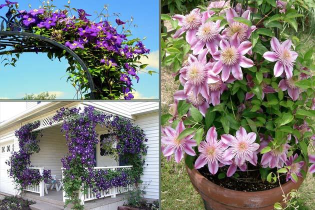 flowers clematis