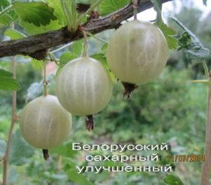 Opis odrody bieloruského cukru egrešov, výsadby a starostlivosti o ne